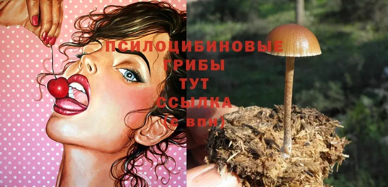 даркнет сайт  Балей  Галлюциногенные грибы Psilocybe 